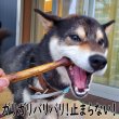 画像4: アキレス腱が付いて満足感満点！犬用鹿骨前足中手骨(スネ)燻製1本　かぐわしい燻製と肉の香りが人の鼻腔までをもくすぐります　長野県阿智村産 (4)