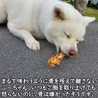 画像5: 旨味をぎゅっと閉じ込めた、犬用燻製鹿大腿骨（げんこつ）大サイズ1本　長野県阿智村産 (5)