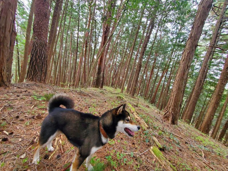 看板犬連れて、山へ